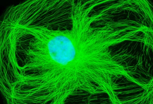 En Laboratorio | fluoresencia enlaboratorio |